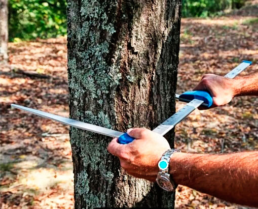 Informes y proyectos de arbolado tala Comunidad de madrid